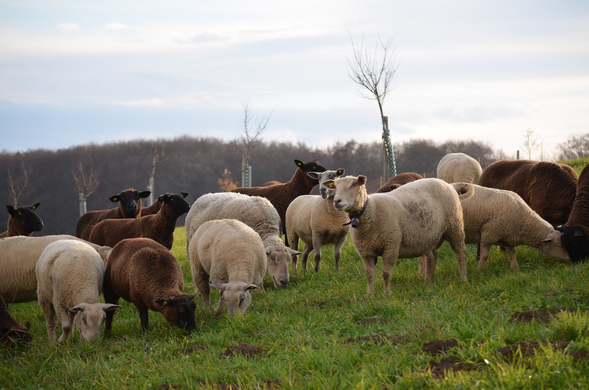 moutons